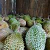 劳勿高山猫山王榴莲芭 Musang King Durian Farm @ Raub, Pahang