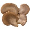 abalone mushroom