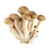 brown shimeji mushroom