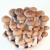 buna-shimeji mushroom