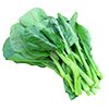 chinese broccoli / chinese kale