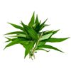 vietnamese coriander / laksa leaf